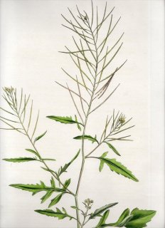 1835年 Curtis Flora Londinensis アブラナ科 キバナハタザオ属 ホソエガラシ SISYMBRIUM IRIO