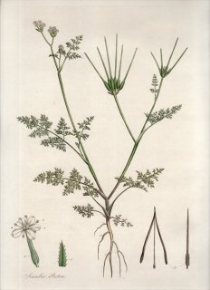 1835ǯ Curtis Flora Londinensis  ʥߥΥɥ° ʥߥΥɥ SCANDIX PECTEN