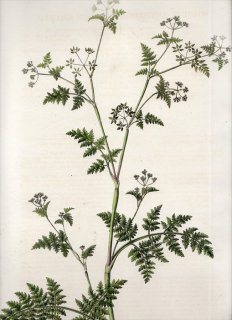 1835年 Curtis Flora Londinensis セリ科 属 シャク属 ノハラジャク SCANDIX ANTHRISCUS