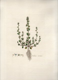 1835年 Curtis Flora Londinensis オオバコ科 クワガタソウ属 タチイヌノフグリ VERONICA ARVENSIS