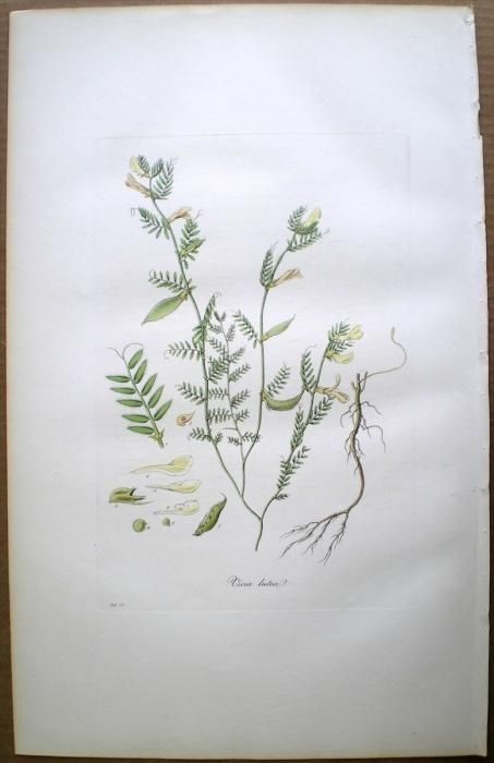 1835年 Curtis Flora Londinensis マメ科 ソラマメ属 キバナ