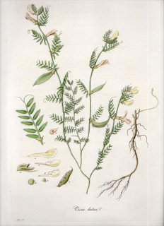 1835年 Curtis Flora Londinensis マメ科 ソラマメ属 キバナカラスノエンドウ VICIA LUTEA