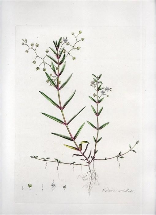 15年 Curtis Flora Londinensis オオバコ科 クワガタソウ属 Veronica Scutellata アンティークプリント ボタニカルアート 博物画の通販サイト Spirito Di Artigiano 15年 Curtis Flora Londinensis オオバコ科 クワガタソウ属 Veronica Scutellata アンティークプリント ボタニカルアート 博物画の通販サイト Spirito Di Artigiano