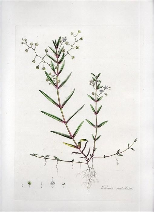 15年 Curtis Flora Londinensis オオバコ科 クワガタソウ属 Veronica Scutellata アンティークプリント ボタニカルアート 博物画の通販サイト Spirito Di Artigiano