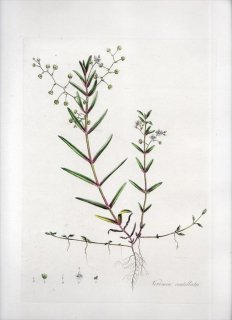 1835年 Curtis Flora Londinensis オオバコ科 クワガタソウ属 VERONICA SCUTELLATA