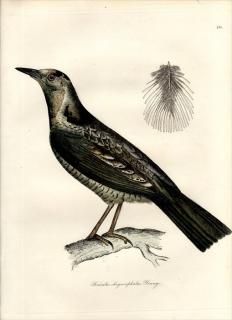 鳥類学 特別展「鳥 〜ゲノム解析が解き明かす新しい鳥類の系統