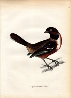 1827ǯ Jardine & Selby Ļؤο޲ Pl.32 ޥե ȥҥ祦°  PIPILO MACULATA