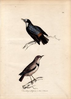 1828年 Jardine & Selby 鳥類学の図解 Pl.56 ミツスイ科 エプシアヌラ属 カオジロオーストラリアヒタキ 雄 雌 ACANTHIZA ALBIFRONS