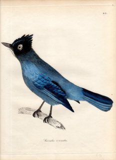 1828年 Jardine & Selby 鳥類学の図解 Pl.64 カラス科 アオカケス属 ステラーカケス GARRULUS CORONATUS