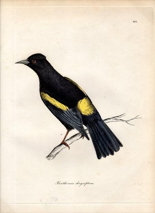 18年 Jardine Selby 鳥類学の図解 Pl 80 ムクドリモドキ科 ツリスドリ属 キンバネツリスドリ Xanthornus Chrysopterus アンティークプリント ボタニカルアート 博物画の通販サイト Spirito Di Artigiano 18年 Jardine Selby 鳥類学の図解 Pl 80 ムクドリモドキ科 ツリスドリ属 キンバネツリスドリ Xanthornus Chrysopterus アンティークプリント ボタニカルアート 博物画の通販サイト Spirito Di Artigiano