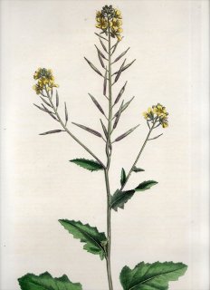 1835ǯ Curtis Flora Londinensis ֥ʲ 饷° 饷 SINAPIS ARVENSIS