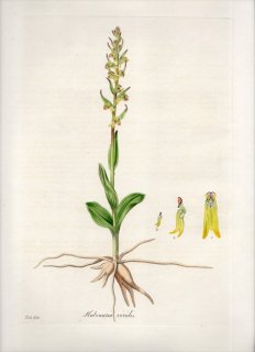 1835年 Curtis Flora Londinensis ラン科 ハクサンチドリ属 アオチドリ HABENARIA VIRIDIS