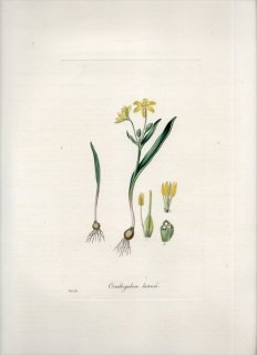 1835年 Curtis Flora Londinensis ユリ科 キバナノアマナ属 キバナノアマナ ORNITHOGALUM LUTEUM