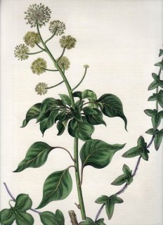 1835年 Curtis Flora Londinensis ウコギ科 キヅタ属 セイヨウキヅタ HEDERA HELIX