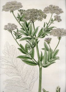 1835ǯ Curtis Flora Londinensis  ५˥󥸥° SIUM LATIFOLIUM