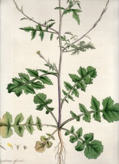 1835年 Curtis Flora Londinensis アブラナ科 キバナハタザオ属 カキネガラシ SISYMBRIUM OFFICINALE