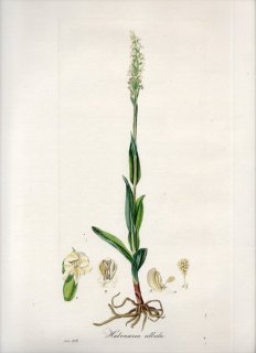 1835ǯ Curtis Flora Londinensis  ץɥ륭° HABENARIA ALBIDA