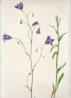 1835年 Curtis Flora Londinensis キキョウ科 ホタルブクロ属 CAMPANULA PATULA