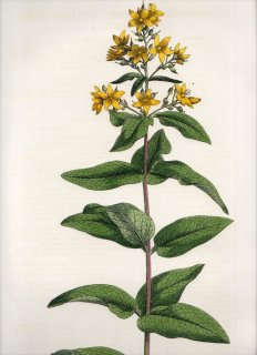 1835年 Curtis Flora Londinensis サクラソウ科 オカトラノオ属 クサレダマ LYSIMACHIA VULGARIS