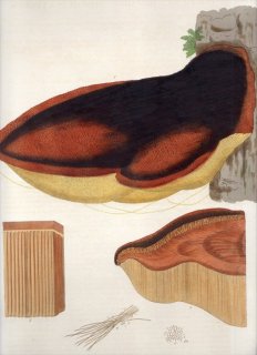 1835年 Curtis Flora Londinensis ツガサルノコシカケ科 カイメンタケ属 POLYPORUS HISPIDUS
