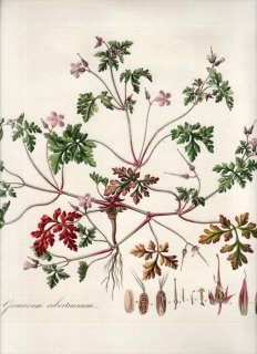 1835年 Curtis Flora Londinensis フウロソウ科 フウロソウ属 ヒメフウロ GERANIUM ROBERTIANUM