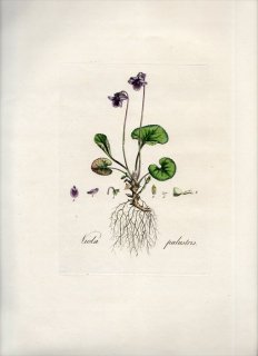 1835ǯ Curtis Flora Londinensis ߥ ߥ° VIOLA PALUSTRIS