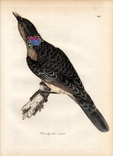 1828年 Jardine & Selby 鳥類学の図解 Pl.103 ニワシドリ科 マダラニワシドリ属 オオニワシドリ PTILONORHYNCHUS NUCHALIS