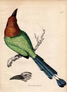 1828年 Jardine & Selby 鳥類学の図解 Pl.106a ハチクイモドキ科 ヒロハシハチクイモドキ属 ヒロハシハチクイモドキ MOMOTUS PLATYRHYNCHUS