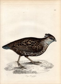 1828年 Jardine & Selby 鳥類学の図解 Pl.107 キジ科 ウロコウズラ属 エボシウズラ ORTYX DOUGLASII