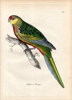 1828ǯ Jardine & Selby Ļؤο޲ Pl.108 ۥ󥻥󥳲 ҥ饪° Υ PLATYCERCUS STANLEYII