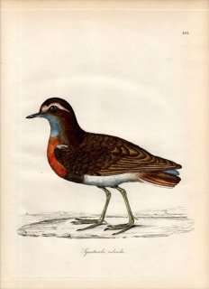 1828年 Jardine & Selby 鳥類学の図解 Pl.110 チドリ科 チドリ属 コバシチドリ SQUATAROLA CINCTA