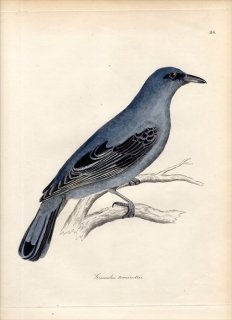 1828年 Jardine & Selby 鳥類学の図解 Pl.114 サンショウクイ科 エドリソマ属 セミサンショウクイ GRACAULUS TENUIROSTRIS