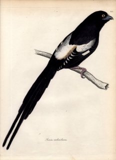 1828年 Jardine & Selby 鳥類学の図解 Pl.115 モズ科 シロクロオナガモズ属 シロクロオナガモズ LANIUS MELANOLEUCUS