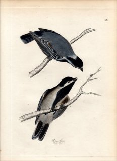 1828年 Jardine & Selby 鳥類学の図解 Pl.117 シジュウカラ科 シジュウカラ属 ハイイロガラ PARUS AFER