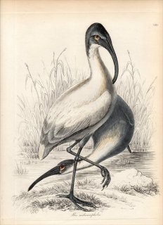 1828ǯ Jardine & Selby Ļؤο޲ Pl.120 ȥ ȥ° ȥ IBIS MELANOCEPHALUS