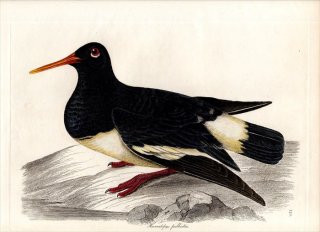 1828年 Jardine & Selby 鳥類学の図解 Pl.125 ミヤコドリ科 ミヤコドリ属 ミヤコドリ HAEMATOPUS ARCTICUS