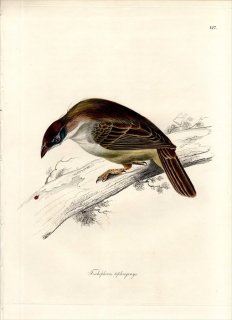1828年 Jardine & Selby 鳥類学の図解 Pl.127 ヒヨドリ科 ハイガシラカンムリヒヨドリ TRICHOPHORUS TEPHROGENYS