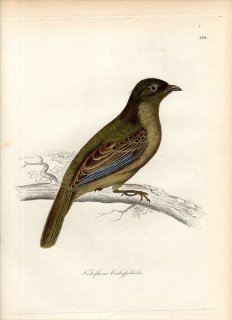 1828年 Jardine & Selby 鳥類学の図解 Pl.128 ヒヨドリ科 TRICHOPHORUS BRACHYPODIOIDES