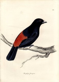 1828年 Jardine & Selby 鳥類学の図解 Pl.131 フウキンチョウ科 ベニフウキンチョウ属 ミナミコシアカフウキンチョウ RAMPHOPIS FLAMIGERUS