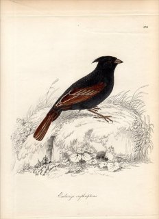1828年 Jardine & Selby 鳥類学の図解 Pl.132 ホオジロ科 ホオジロ属 レンジャクノジコ EMBERIZA ERYTHROPTERUS