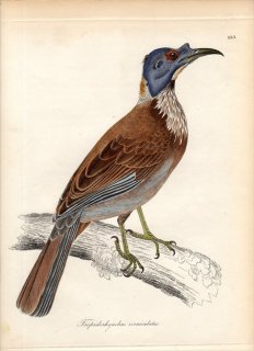 1828ǯ Jardine & Selby Ļؤο޲ Pl.133 ߥĥ ϥߥĥ° ϥߥĥ TROPIDORHYNCHUS CORNICULATUS