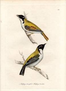 1828年 Jardine & Selby 鳥類学の図解 Pl.134 ミツスイ科 キミミミツスイ属 MELIPHAGA ATRICAPILLA