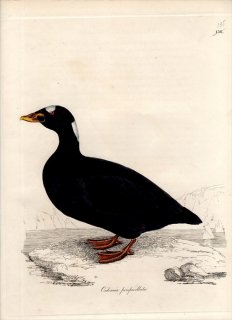 1828年 Jardine & Selby 鳥類学の図解 Pl.135 カモ科 クロガモ属 アラナミキンクロ OIDEMIA PERSPICILLATA