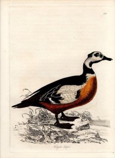1828年 Jardine & Selby 鳥類学の図解 Pl.136 カモ科 コケワタガモ属 コケワタガモ FULIGULA DISPAR