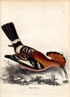 1835年 Jardine & Selby 鳥類学の図解 Pl.142 ヤツガシラ科 ヤツガシラ属 アフリカヤツガシラ UPUPA CAPENSUS