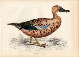 1835年 Jardine & Selby 鳥類学の図解 Pl.147 カモ科 マガモ属 RYNCHAPSIS MACULATUS