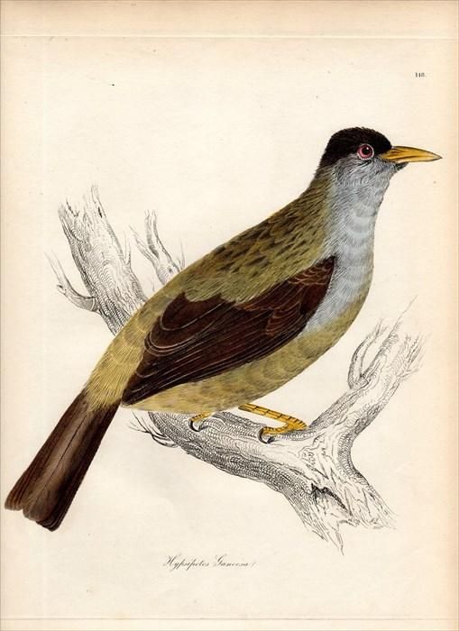 15年 Jardine Selby 鳥類学の図解 Pl 148 ヒヨドリ科 ヒヨドリ属 Hypsipetes Ganeesa アンティークプリント ボタニカルアート 博物画の通販サイト Spirito Di Artigiano