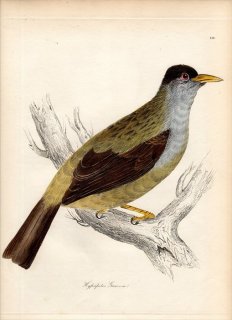 1835年 Jardine & Selby 鳥類学の図解 Pl.148 ヒヨドリ科 ヒヨドリ属 HYPSIPETES GANEESA