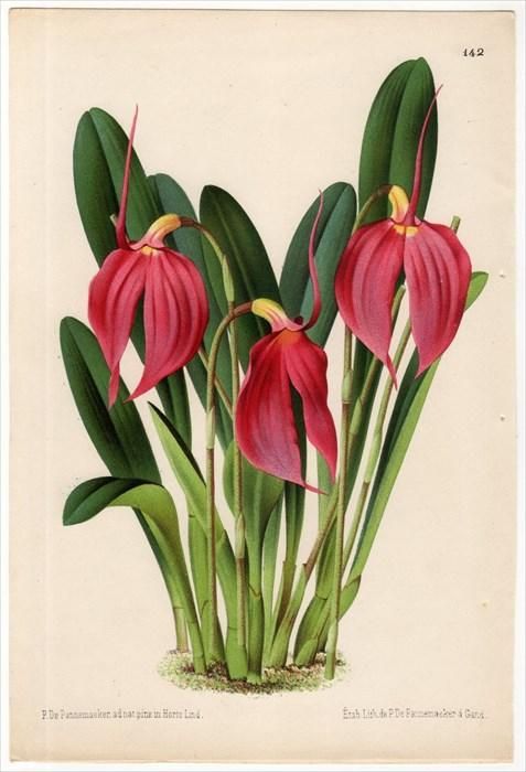 The Art of Botanical Illustration 植物画 Amazon | The Art of