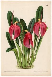 ボタニカルアート 植物画